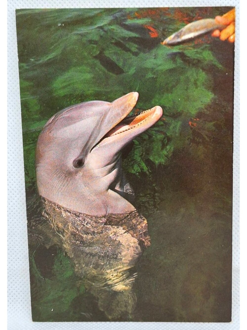 Vintage Miami Seaquarium Dolphin Postcard By Koppel Color Cards Hawthorne NJ 196